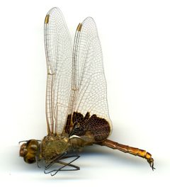 Tramea onusta by the Smithsonian. Used under a CC0 license.