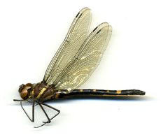 Macromia alleghaniensis by the Smithsonian. Used under a CC0 license.