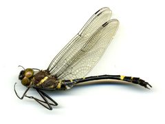 Macromia alleghaniensis by the Smithsonian. Used under a CC0 license.