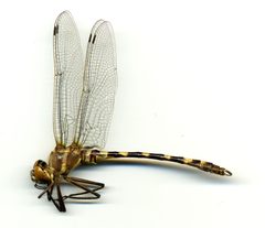 Macromia annulata by the Smithsonian. Used under a CC0 license.