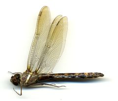 Macromia illinoiensis by the Smithsonian. Used under a CC0 license.