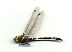 Macromia illinoiensis by the Smithsonian. Used under a CC0 license.