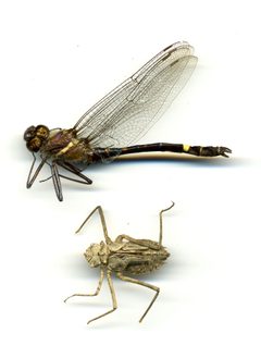 Macromia illinoiensis by the Smithsonian. Used under a CC0 license.
