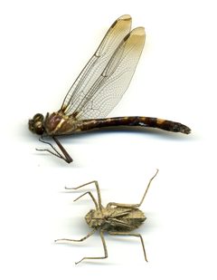 Macromia illinoiensis by the Smithsonian. Used under a CC0 license.