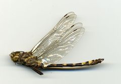 Macromia magnifica by the Smithsonian. Used under a CC0 license.