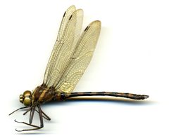 Macromia pacifica by the Smithsonian. Used under a CC0 license.