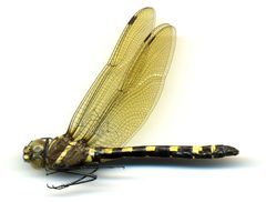 Macromia pacifica by the Smithsonian. Used under a CC0 license.