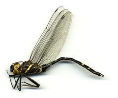 Macromia taeniolata by the Smithsonian. Used under a CC0 license.