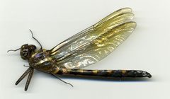 Macromia taeniolata by the Smithsonian. Used under a CC0 license.