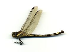 Petalura litorea by the Smithsonian. Used under a CC0 license.