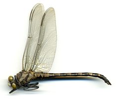 Tachopteryx thoreyi by the Smithsonian. Used under a CC0 license.