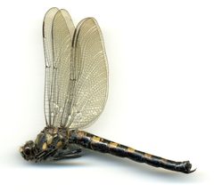 Tanypteryx hageni by the Smithsonian. Used under a CC0 license.