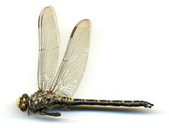 Tanypteryx hageni by the Smithsonian. Used under a CC0 license.