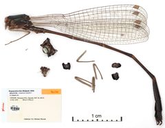 Drepanosticta bine by the Smithsonian. Used under a CC0 license.