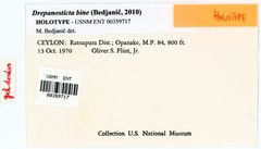Drepanosticta bine by the Smithsonian. Used under a CC0 license.