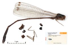 Drepanosticta bine by the Smithsonian. Used under a CC0 license.