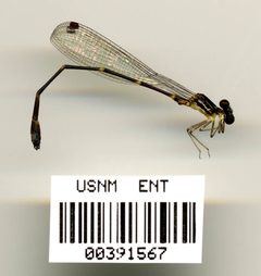 Palaemnema bilobulata by the Smithsonian. Used under a CC0 license.