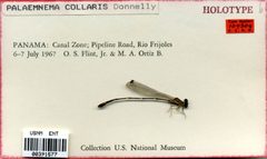 Palaemnema collaris by the Smithsonian. Used under a CC0 license.