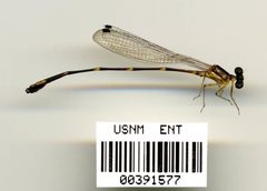 Palaemnema collaris by the Smithsonian. Used under a CC0 license.