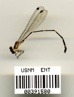 Palaemnema cyclohamulata by the Smithsonian. Used under a CC0 license.
