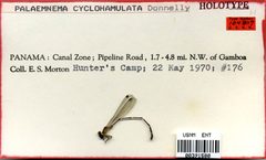 Palaemnema cyclohamulata by the Smithsonian. Used under a CC0 license.