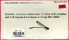 Palaemnema dentata by the Smithsonian. Used under a CC0 license.