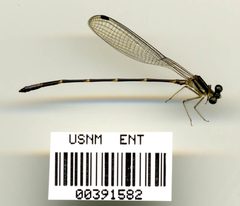 Palaemnema dentata by the Smithsonian. Used under a CC0 license.