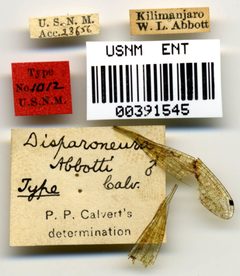 Disparoneura abbotti by the Smithsonian. Used under a CC0 license.