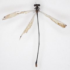 Disparoneura abbotti by the Smithsonian. Used under a CC0 license.