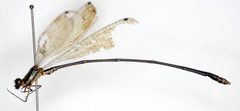 Disparoneura abbotti by the Smithsonian. Used under a CC0 license.