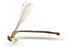 Neoneura amelia by the Smithsonian. Used under a CC0 license.