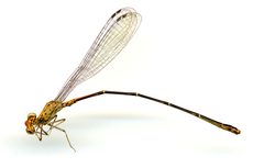 Neoneura amelia by the Smithsonian. Used under a CC0 license.