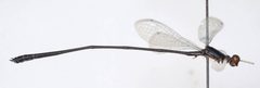 Peristicta aeneoviridis by the Smithsonian. Used under a CC0 license.