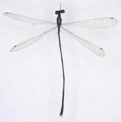 Peristicta aeneoviridis by the Smithsonian. Used under a CC0 license.