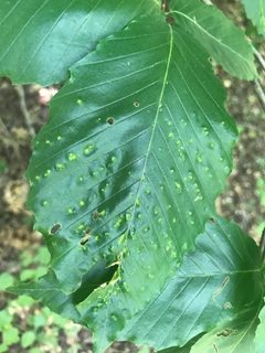 Acalitus ferrugineum by Michael Ellis. Used under a CC BY 4.0 license.