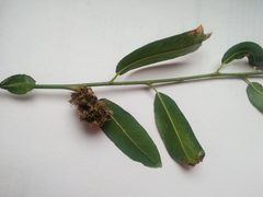 Aculops aenigma gall by Franco Folini. Used under a CC BY 4.0 license.
