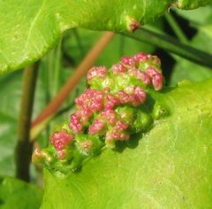 Aculops rhois galls by Beatriz Moisset. Used under a CC BY-SA 4.0 license.