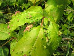 Aculops rhois galls. Poison ivy leaf by Beatriz Moisset. Used under a CC BY-SA 4.0 license.