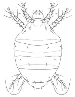 ACAR Tarsonemidae Polyphagotarsonemus latus by Desmond W. Helmore
. Used under a CC BY 4.0 license.