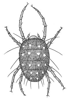 ACAR Tetranychidae Panonychus ulmi by Desmond W. Helmore
. Used under a CC BY 4.0 license.