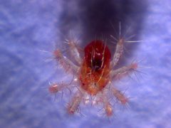 Rote Spinne by \ldblquote (talk). Used under a CC0 license.