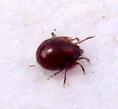 Unknown mite by Mick E. Talbot. Used under a CC BY 2.0 license.