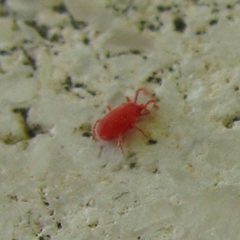 Tetranychus urticae 20080601 031 by Ante Perkovic. Used under a CC BY-SA 3.0 license.