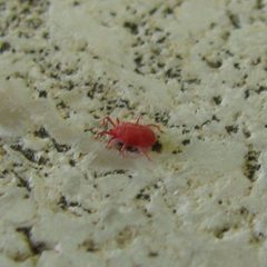 Tetranychus urticae 20080601 032 by Ante Perkovic. Used under a CC BY-SA 3.0 license.