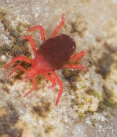 Neomolgus littoralis by Jesse Rorabaugh. Used under a CC0 license.