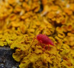 Neomolgus littoralis 1005141 by icosahedron. Used under a CC BY 4.0 license.