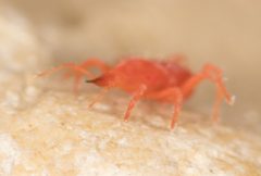 Neomolgus littoralis 6143729 by Jesse Rorabaugh. Used under a CC0 license.