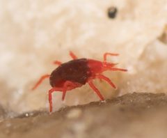 Neomolgus littoralis 6143895 by Jesse Rorabaugh. Used under a CC0 license.