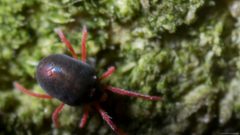 Blue oat mite Czechia by Petr Neuberg. Used under a CC0 license.