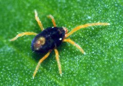CSIRO ScienceImage 19 Penthaleus major Blue Oat Mite by division, CSIRO. Used under a CC BY 3.0 license.